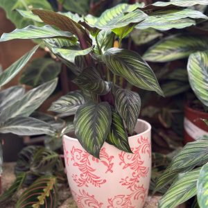 עציץ קרמיקה פייזלי ורוד