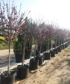 שזיף פיסרדי