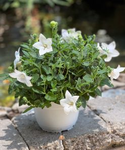 פלטיקודן בקערה