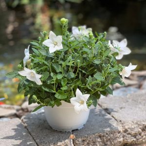 פלטיקודן בקערה