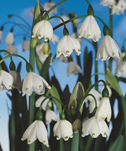 פקעות פעמוני שלג