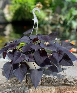 בטטה סגולה בקערה