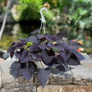 בטטה סגולה בקערה