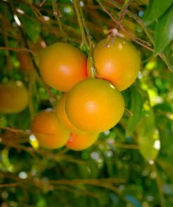 אשכולית אדומה