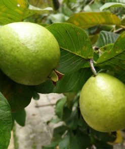 גויאבה אדומה