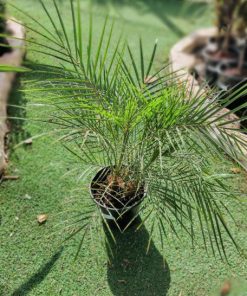 דקל רובליני