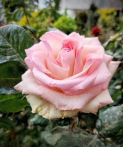 ורד כלאי תה