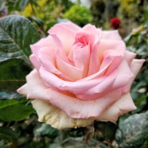 ורד כלאי תה