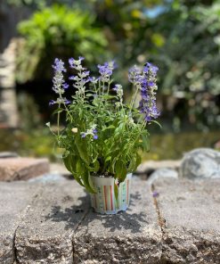 מרווה סאליפן