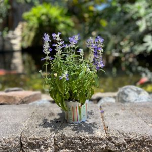 מרווה סאליפן