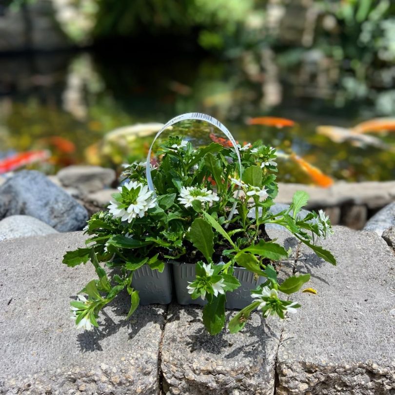 סקיוולה בשישייה