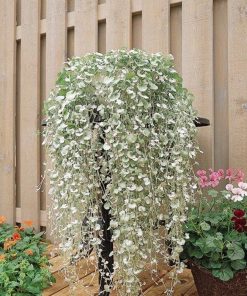 דיכונדרה ארג'נטה 'סילבר פולס' ע.12