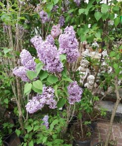 לילך 10 ליטר