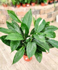 Alternative view of ספטיפיליום