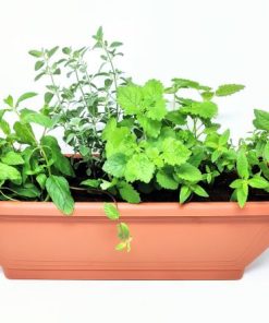 אדנית תבלינים לתה