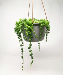 קקטוס ענבים בקערה 20 ס"מ