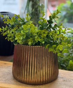 אקליפטוס סינטטי