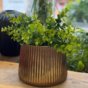 אקליפטוס סינטטי