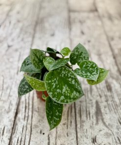 פוטוס תאילנדי