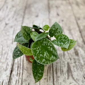 פוטוס תאילנדי