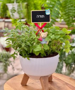 מארז תודה שמצמיחה