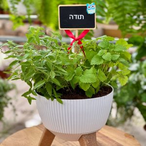 מארז תודה שמצמיחה