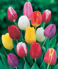 פקעות תערובת צבעוני