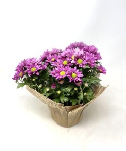 Alternative view of יוטה ע.12