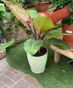 פילדנדרום אימפריאל בעציץ קרמיקה מעוצב