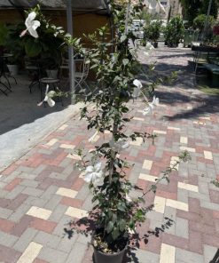 Alternative view of היביסקוס