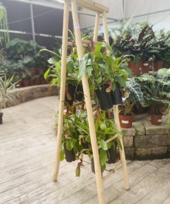 סולם עץ לנשפכים