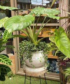 אלוקסיה בקרמיקה מפוארת