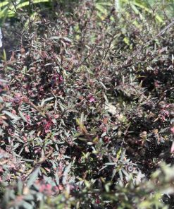 ליפטוספרמום