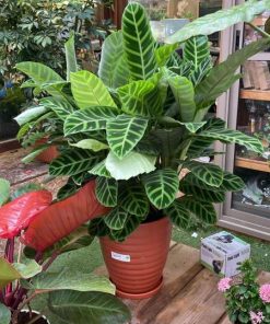 קלתאה בעציץ קרמיקה