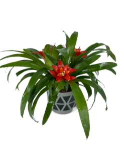 קוקטייל גוזמניה