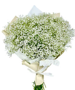 זר גיבסניות לבן רקע לבן