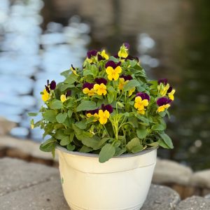 אמנון ותמר בקערה