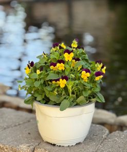 אמנון ותמר בקערה