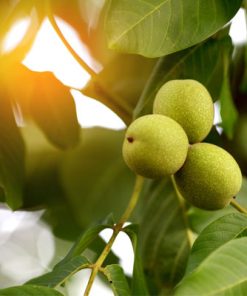 אגוז מלך 10 ליטר