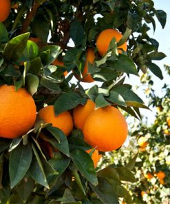 תפוז וושינגטון