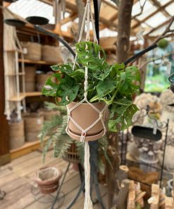 Alternative view of מונסטרה במתלה מקרמה