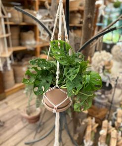 מונסטרה במתלה מקרמה