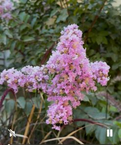 לגסטרמיה הודית