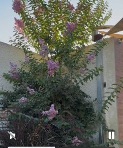 Alternative view of לגסטרמיה הודית