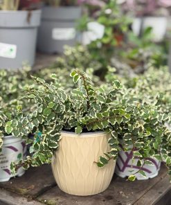 עציץ קרמיקה גלים לבן