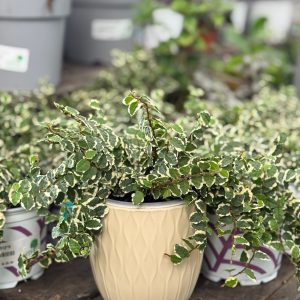 עציץ קרמיקה גלים לבן