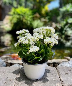 ניצנית לבנה בקערה