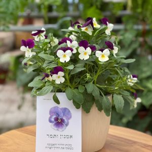 מארז בלב פורח