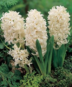 פקעות יקינטון