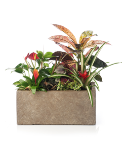 אדנית קוקטייל צמחים